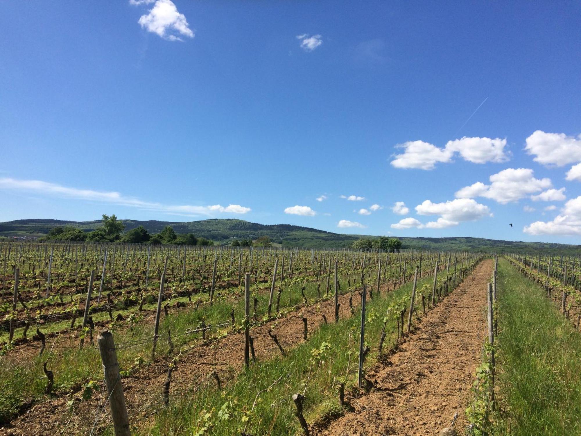 Weingut Hans Bausch Hattenheim Ngoại thất bức ảnh
